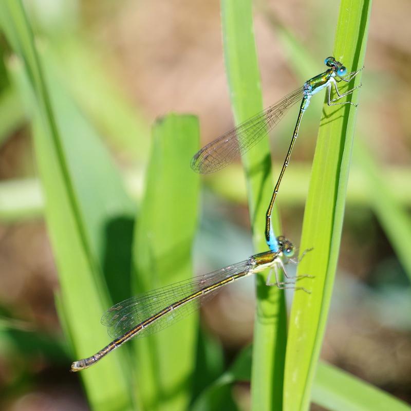 Photo of Sedge Sprite