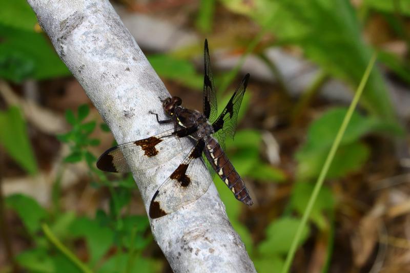 Photo of Common Whitetail