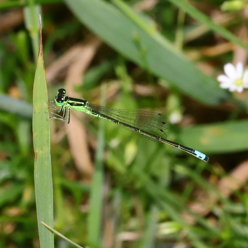 Photo of Eastern Forktail