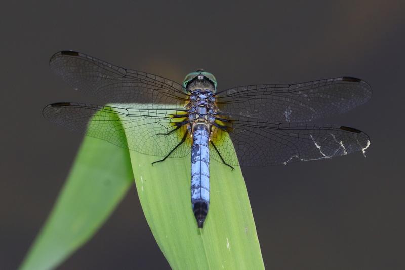 Photo of Blue Dasher
