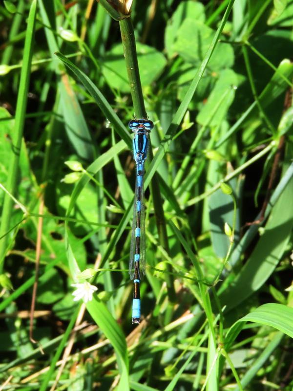Photo of Tule Bluet