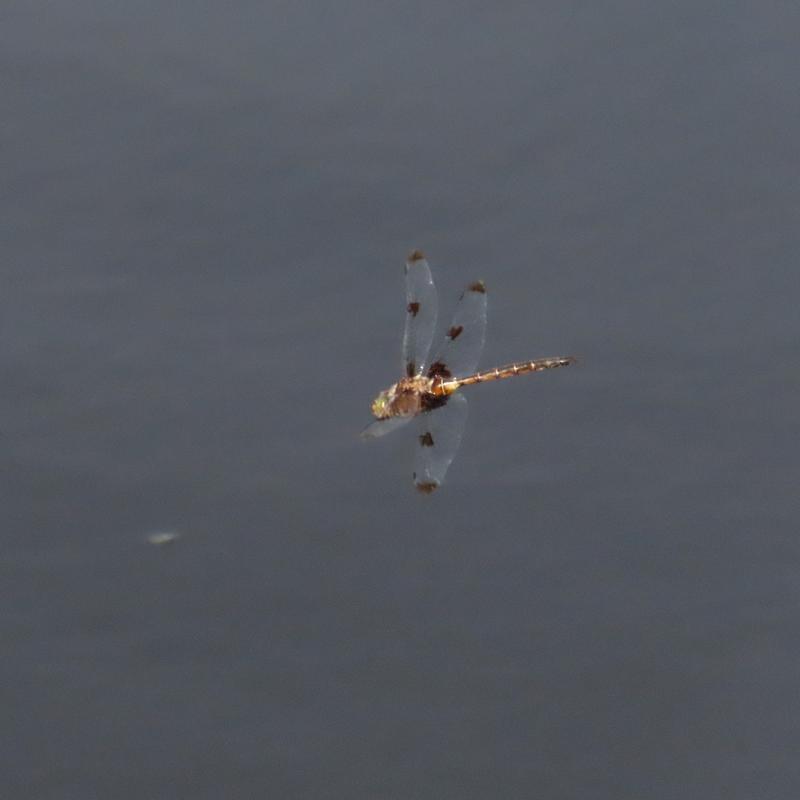 Photo of Prince Baskettail