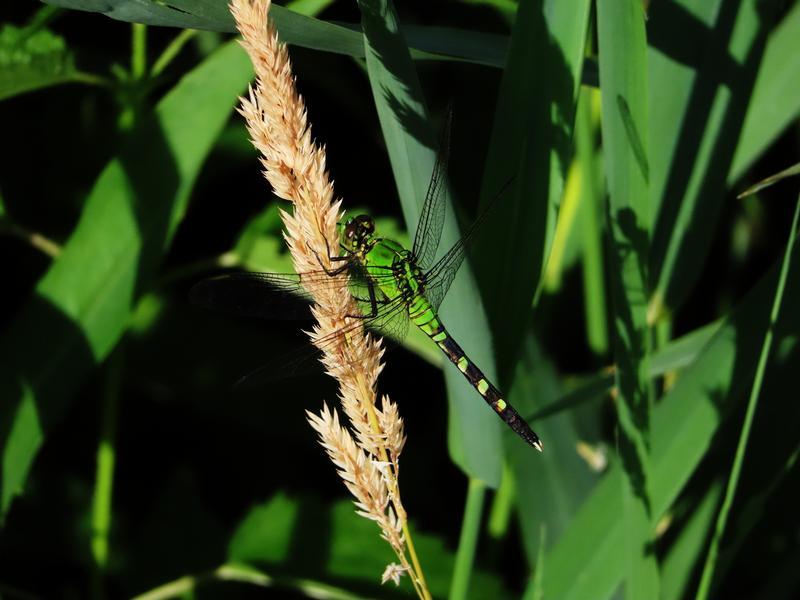 Photo of Eastern Pondhawk