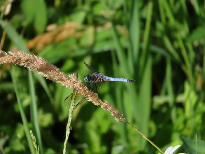 Photo of Blue Dasher
