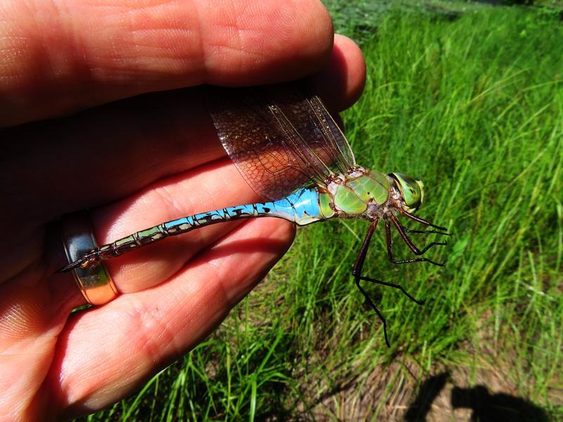 Photo of Common Green Darner