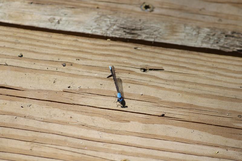 Photo of Blue-fronted Dancer