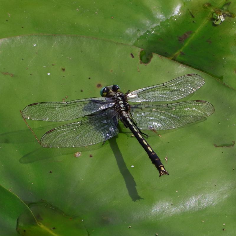 Photo of Horned Clubtail