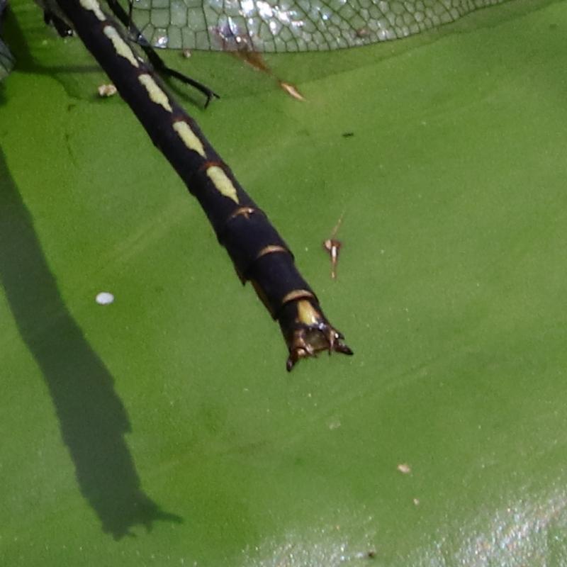 Photo of Horned Clubtail