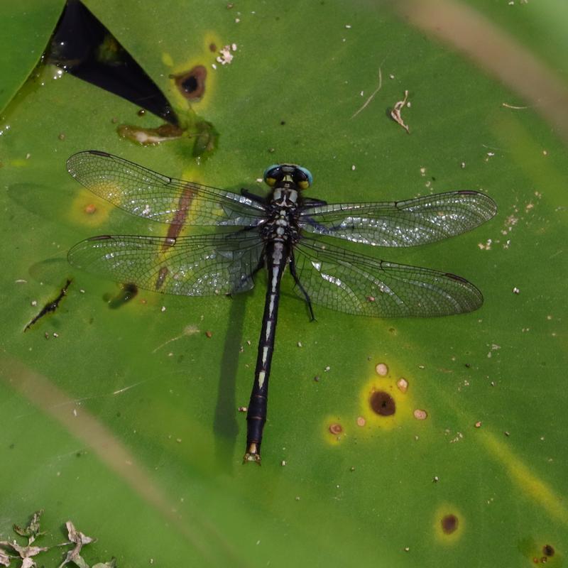 Photo of Lilypad Clubtail