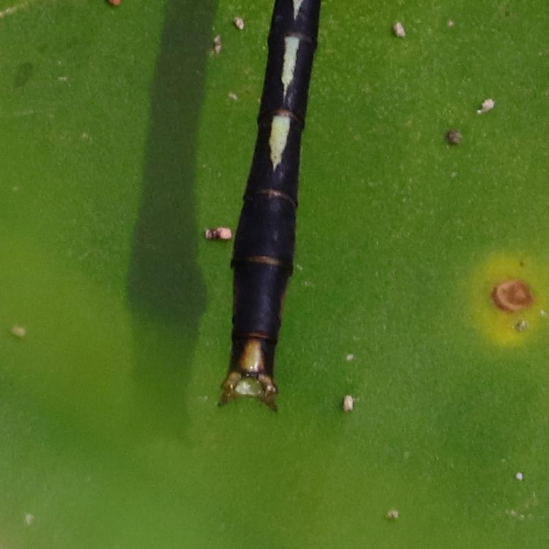 Photo of Lilypad Clubtail