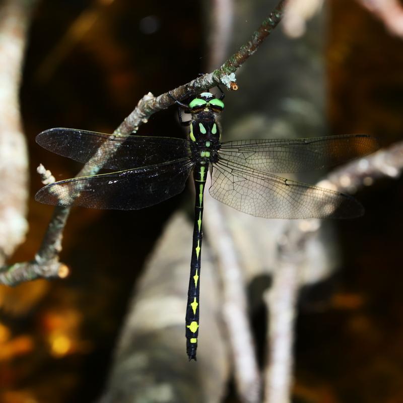 Photo of Arrowhead Spiketail