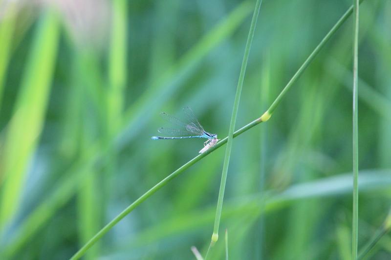 Photo of Stream Bluet