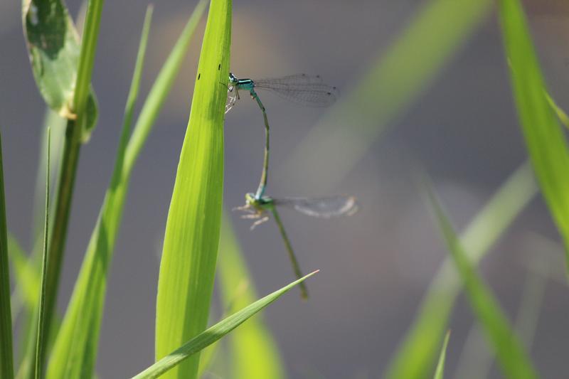 Photo of Stream Bluet