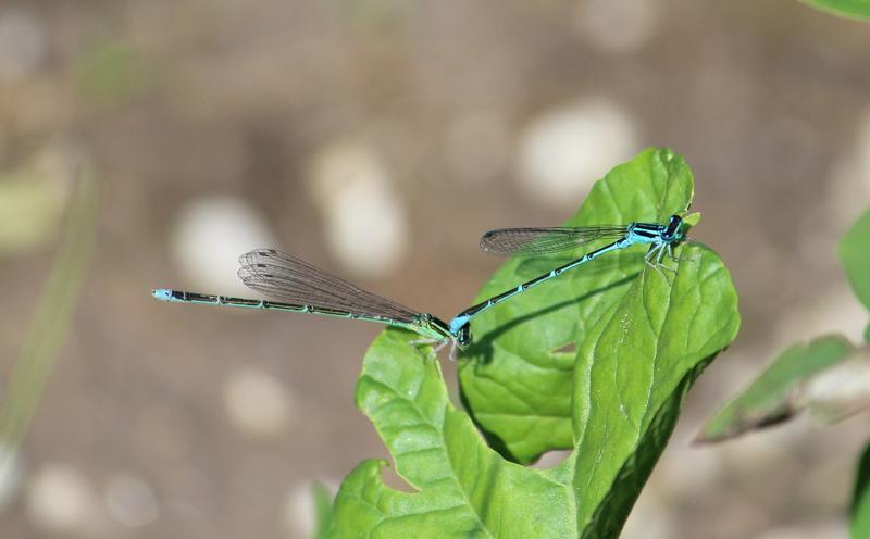 Photo of Stream Bluet