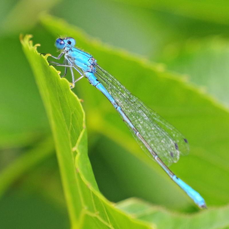 Photo of Azure Bluet