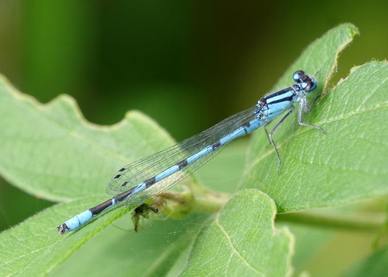 Photo of Marsh Bluet