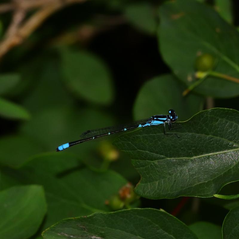 Photo of Skimming Bluet