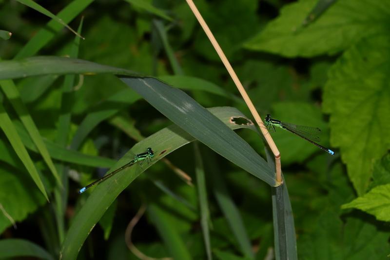 Photo of Eastern Forktail