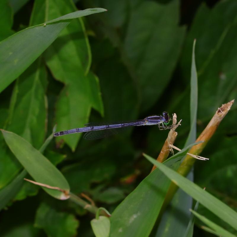 Photo of Eastern Forktail