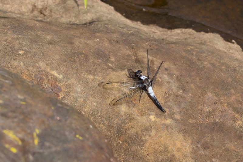 Photo of Chalk-fronted Corporal