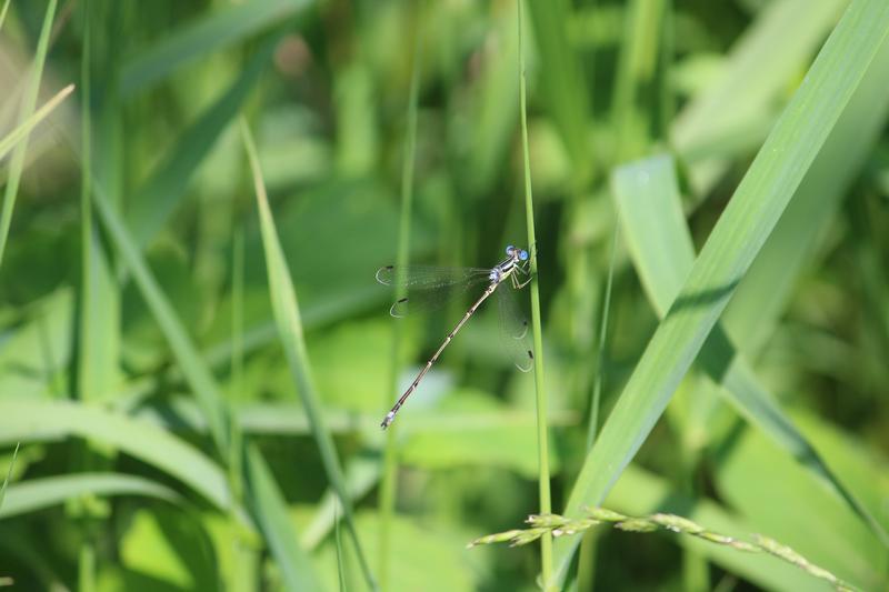 Photo of Slender Spreadwing