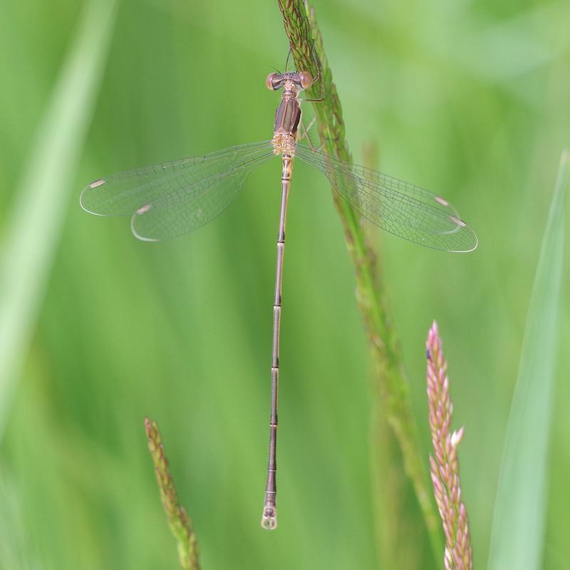 Photo of Slender Spreadwing