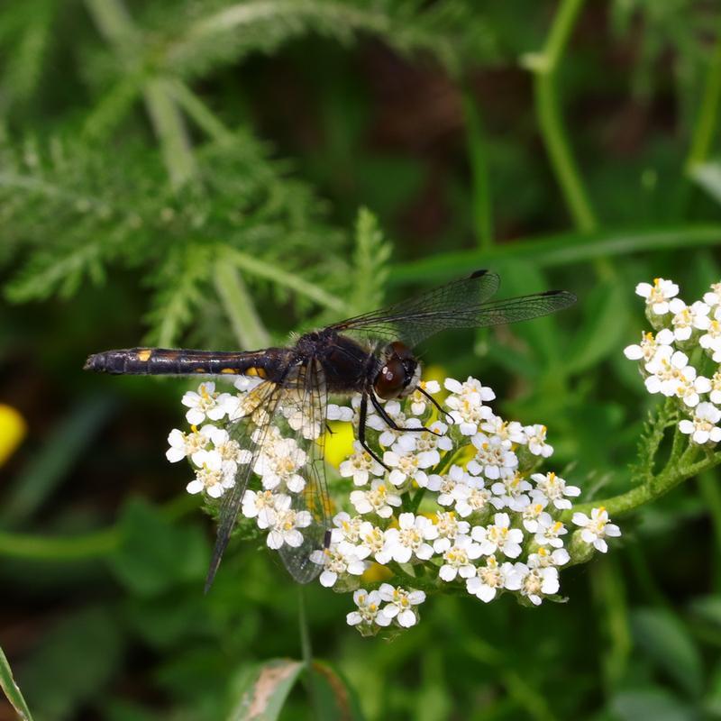 Photo of Dot-tailed Whiteface