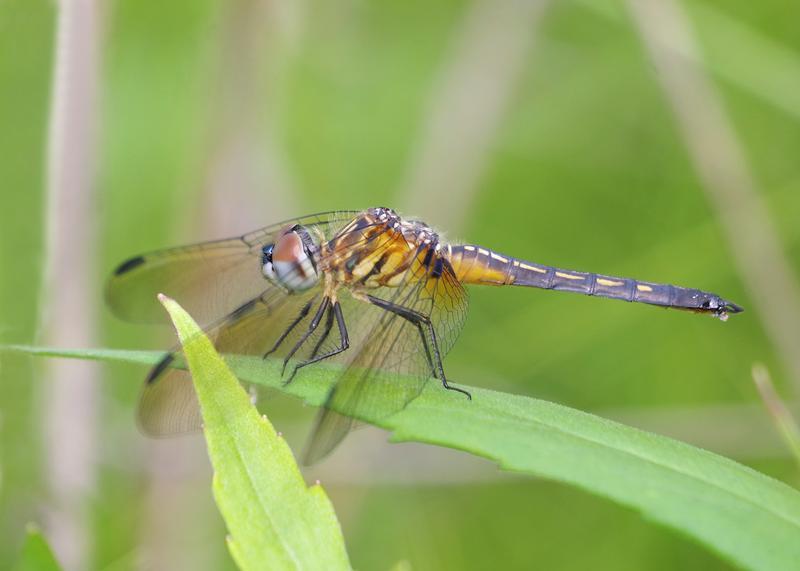 Photo of Blue Dasher