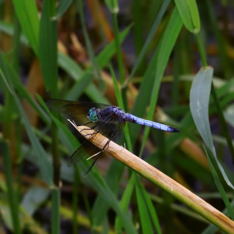 Photo of Blue Dasher