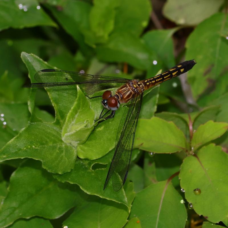 Photo of Blue Dasher