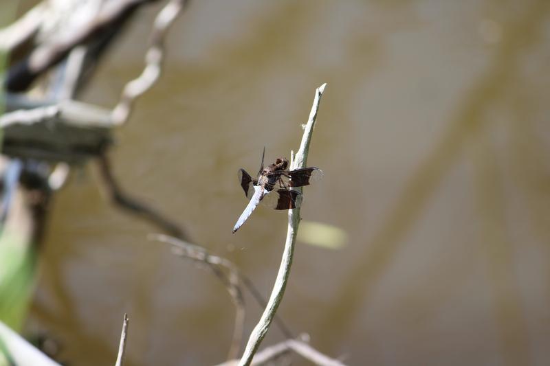 Photo of Common Whitetail