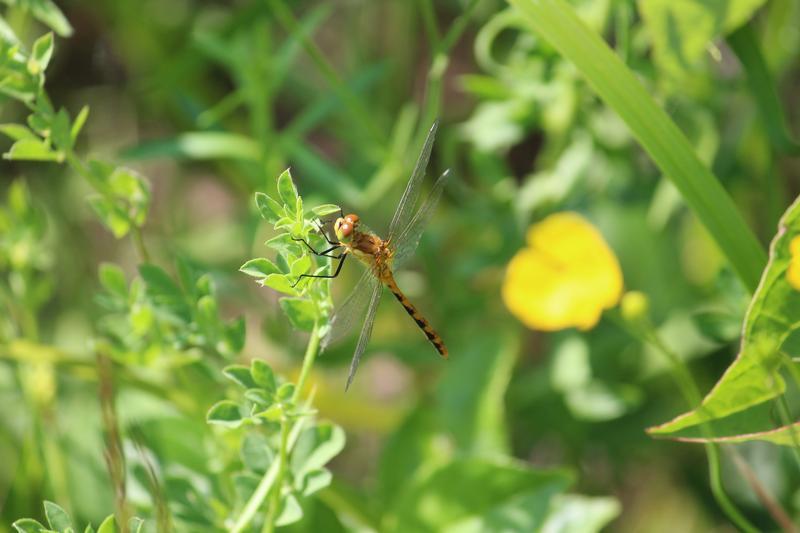 Photo of White-faced Meadowhawk