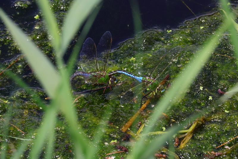 Photo of Common Green Darner