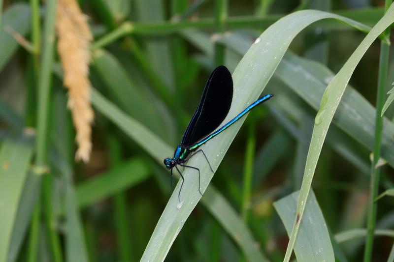 Photo of Ebony Jewelwing
