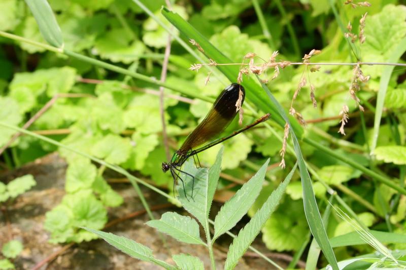 Photo of River Jewelwing