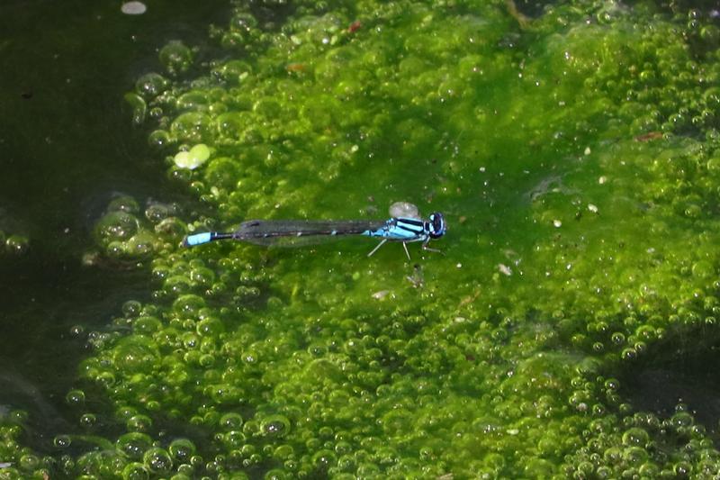 Photo of Skimming Bluet