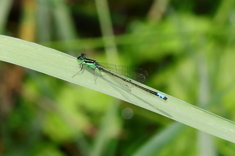 Photo of Eastern Forktail