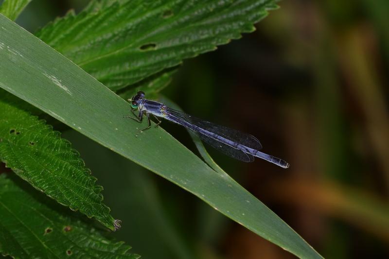 Photo of Eastern Forktail