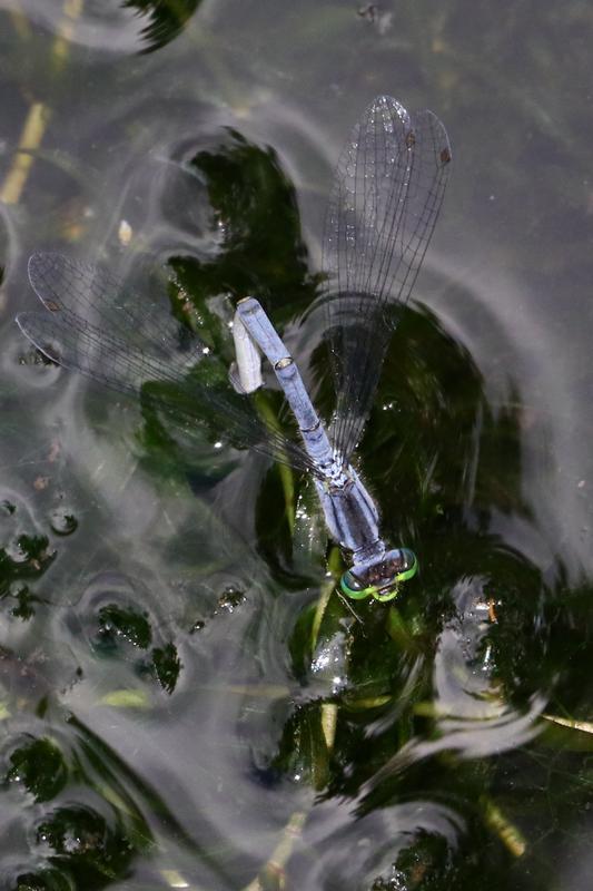 Photo of Eastern Forktail