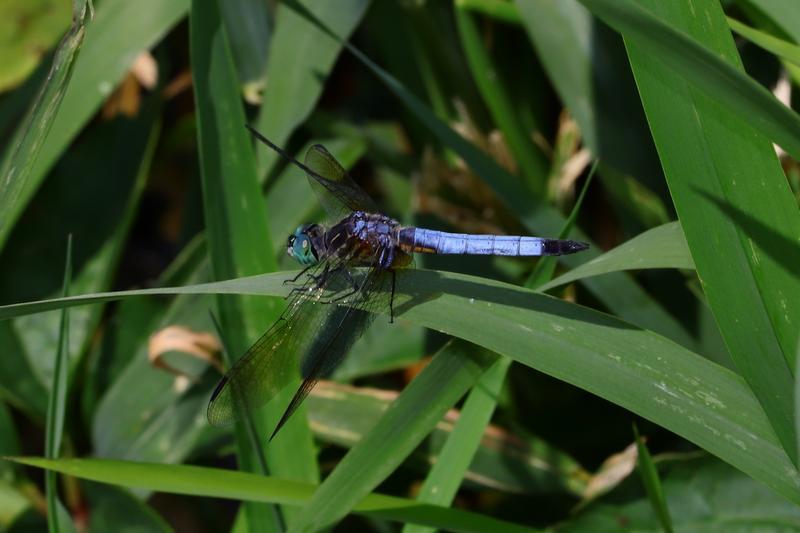 Photo of Blue Dasher