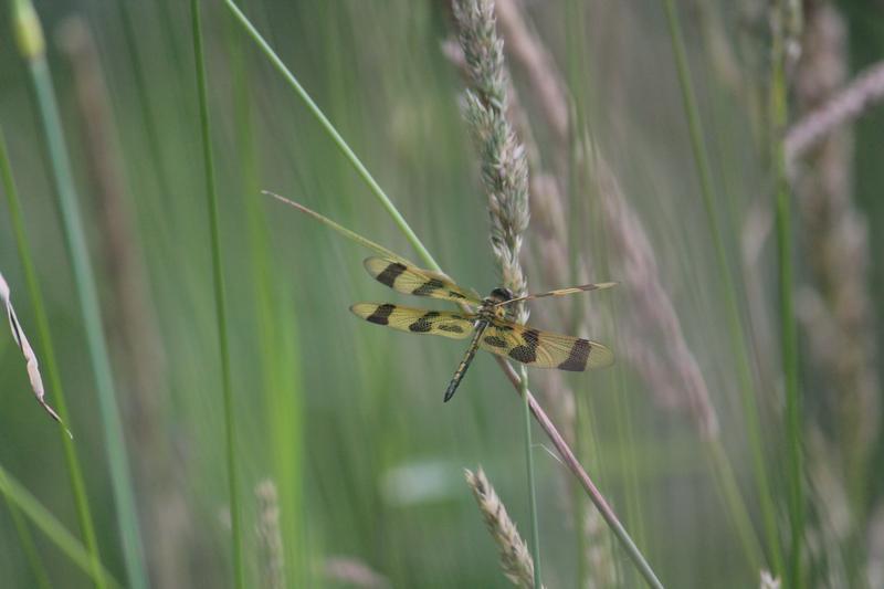 Photo of Halloween Pennant