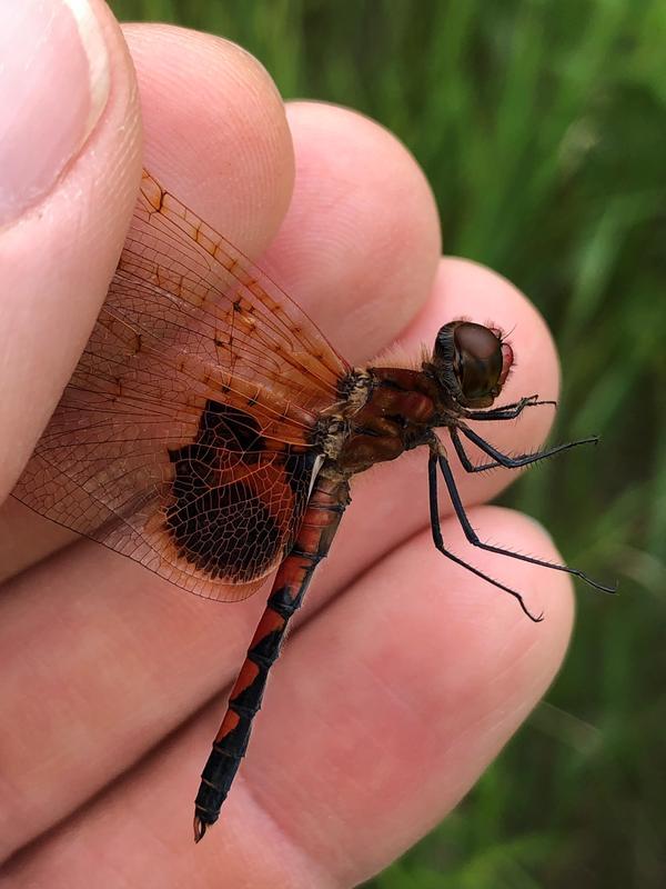 Photo of Calico Pennant