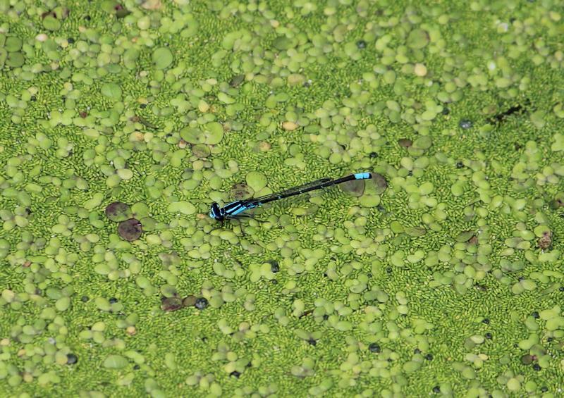 Photo of Skimming Bluet