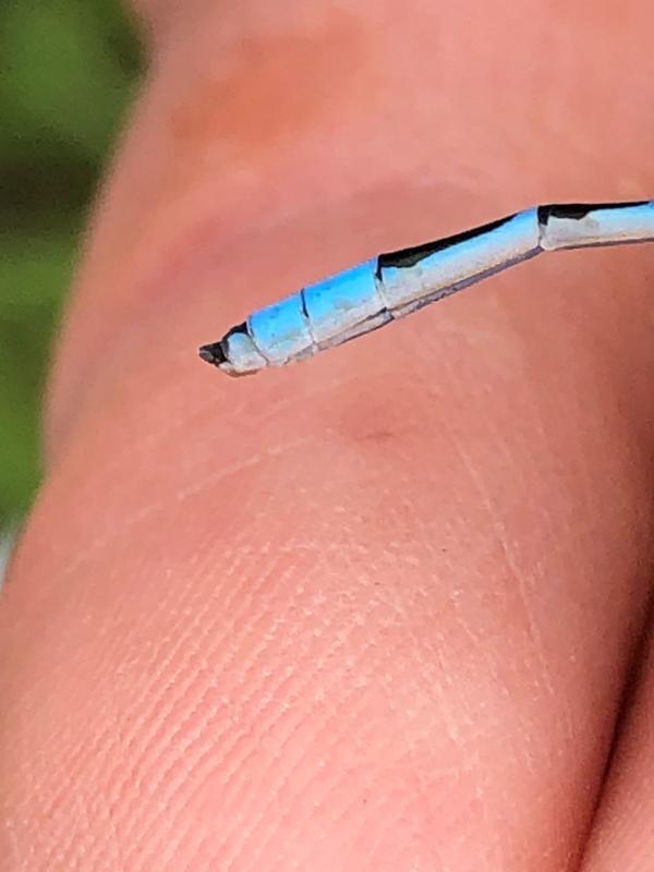Photo of Familiar Bluet