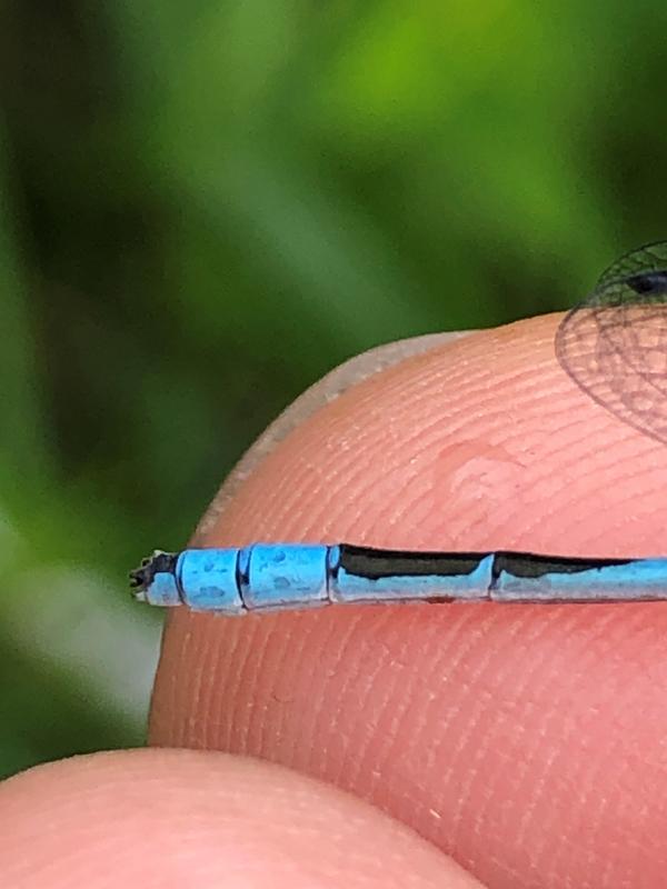 Photo of Marsh Bluet