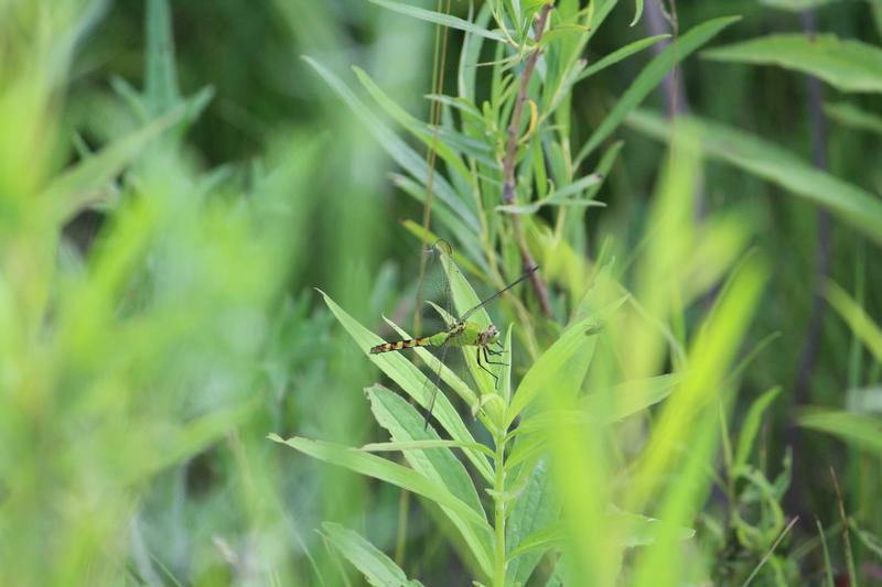 Photo of Eastern Pondhawk