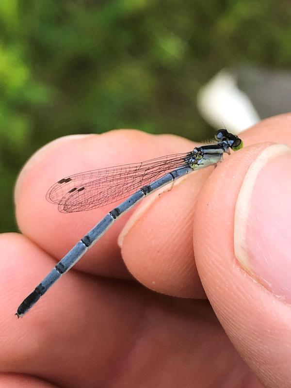 Photo of Eastern Forktail