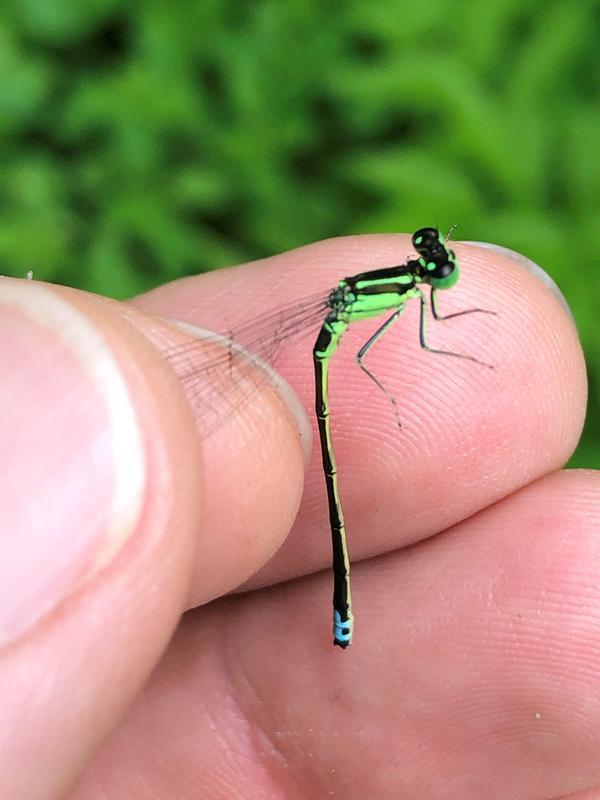 Photo of Eastern Forktail