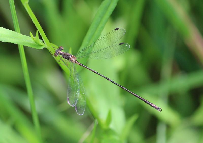 Photo of Slender Spreadwing