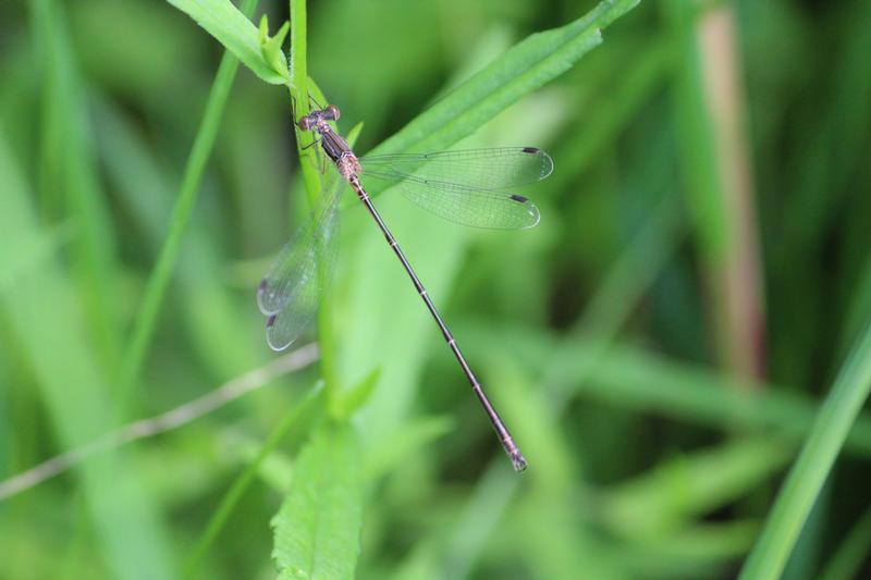 Photo of Slender Spreadwing